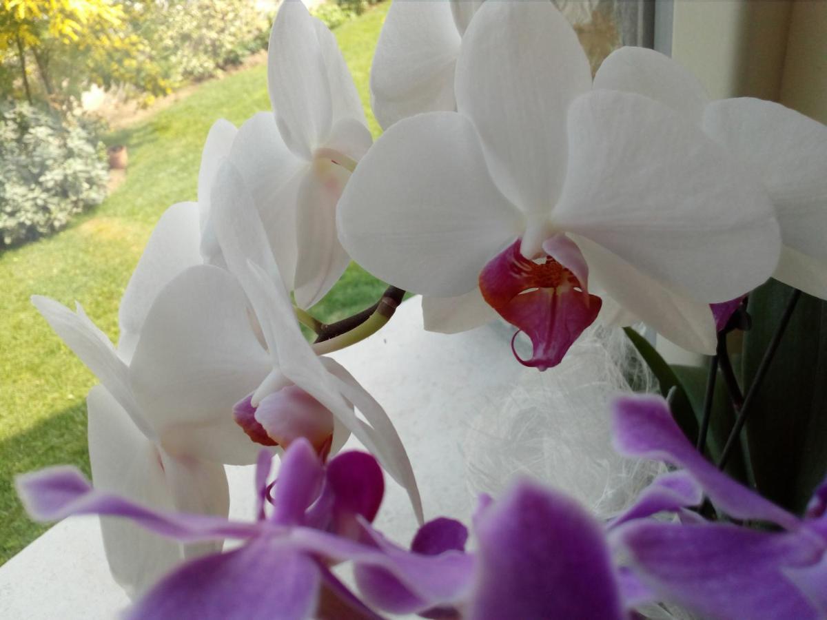 B&B Rosalu - Adults Only ซีร์มิโอเน ภายนอก รูปภาพ
